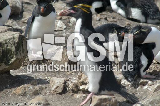 Goldschopfpinguin (16 von 19).jpg